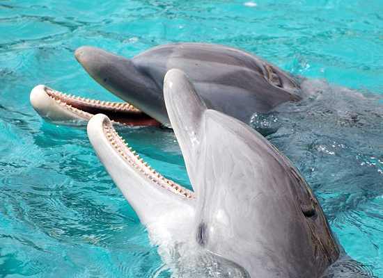 two dolphins