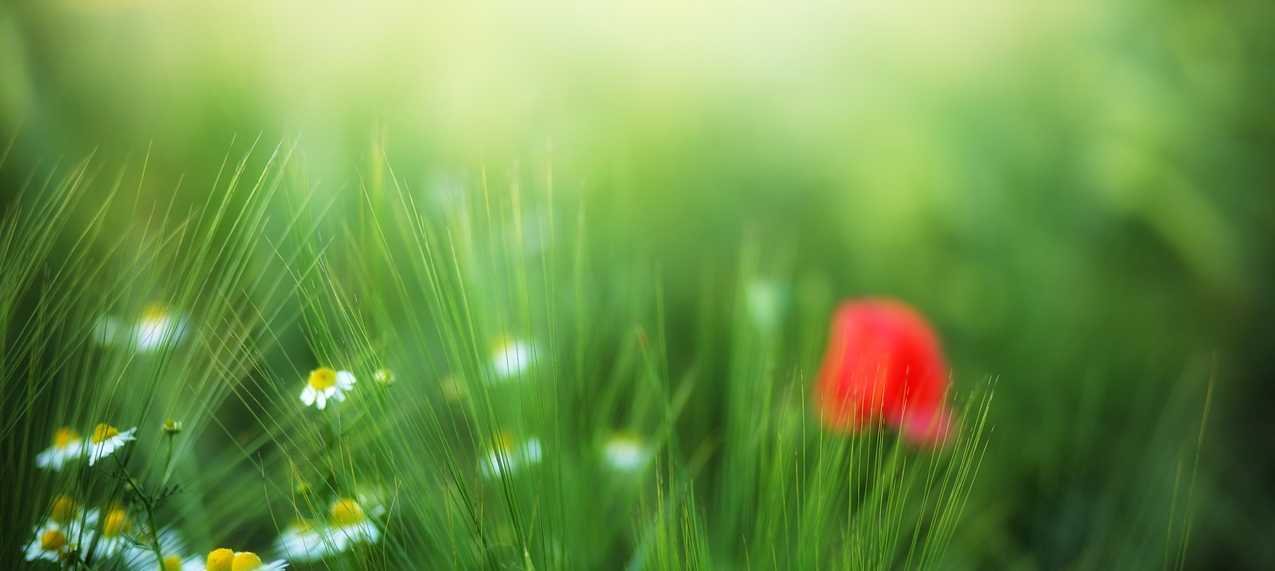 beautiful flower