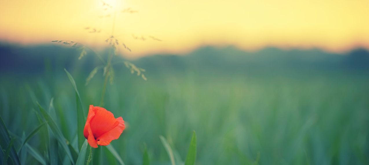 beautiful flower