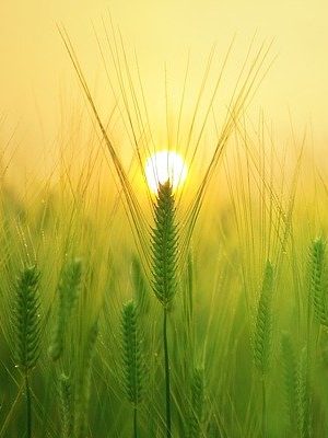 beautiful sunset over barley field