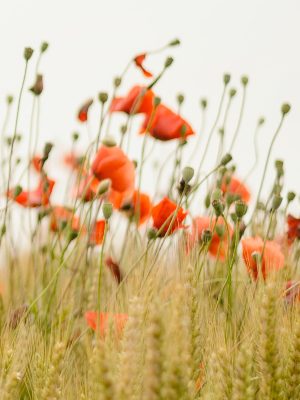  flowers in wheat field