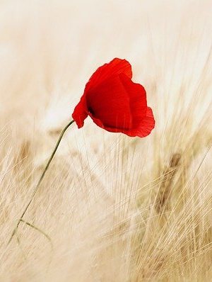 beautiful red flower