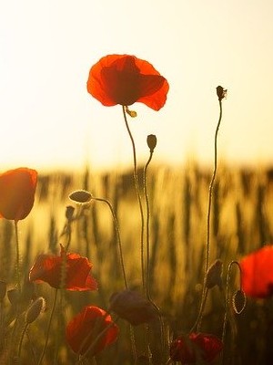 beautiful poppies