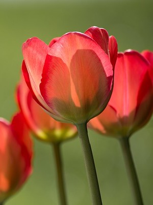 beautiful tulips