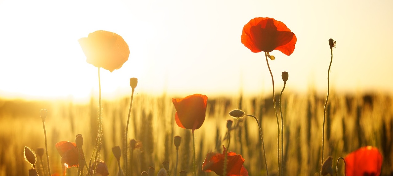 beautiful flowers